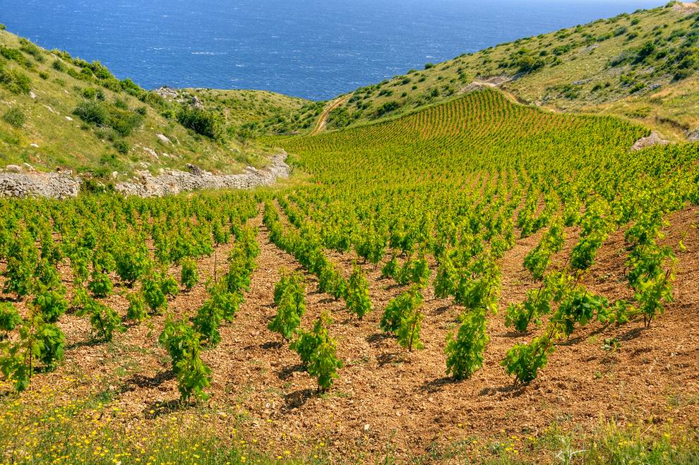 Hvar sziget szőlő