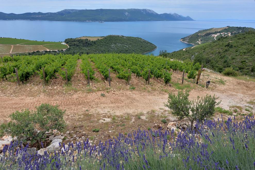 Peljesac szőlő bor