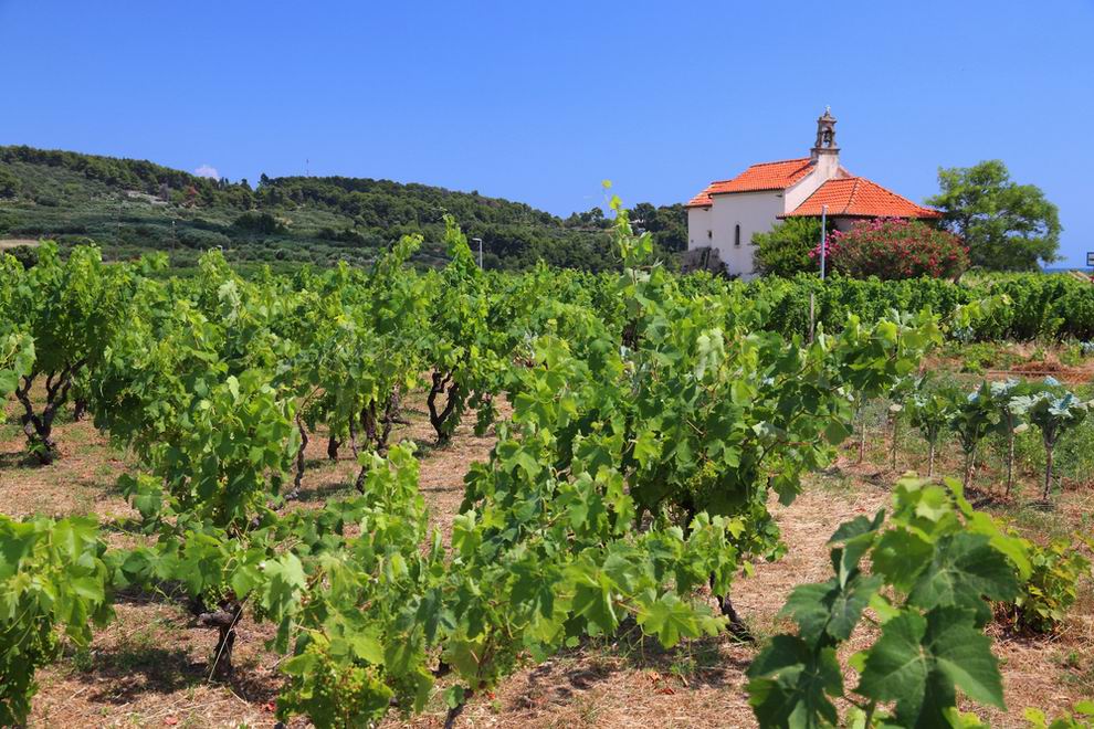 Korcula Grk borvidek 