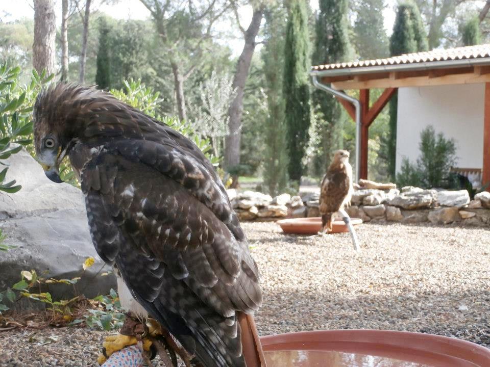 Sibenik – Sokolarski Centar