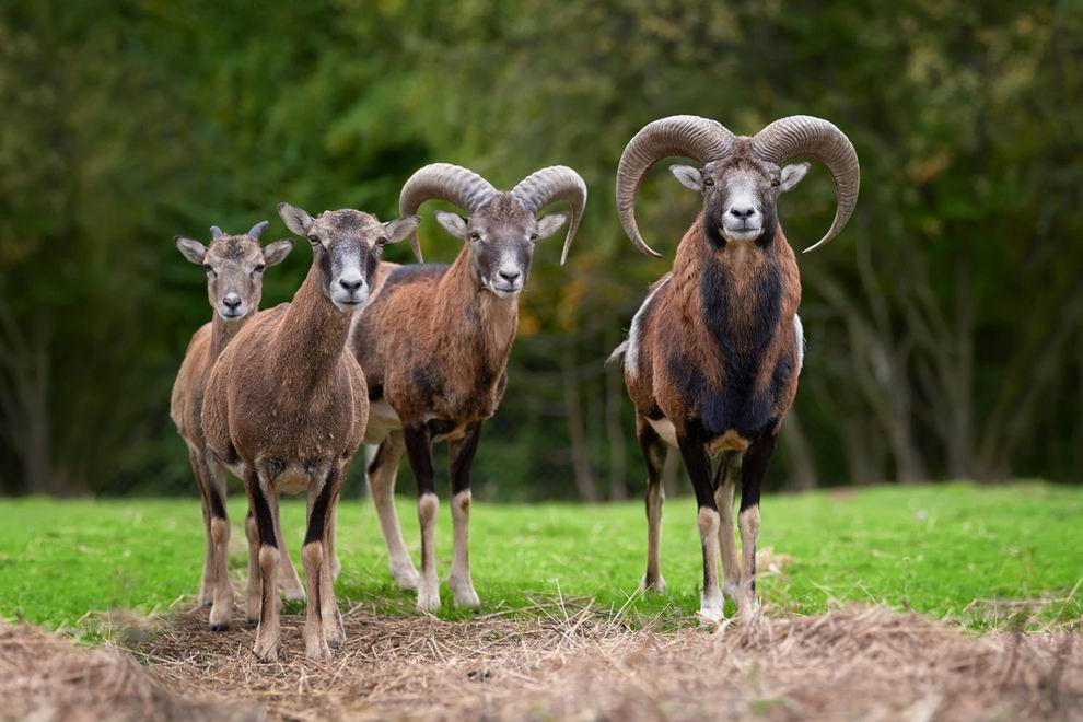 muflon