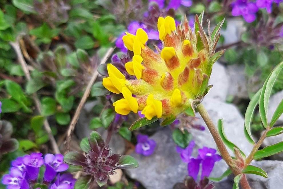 Sjeverni Velebit Nemzeti Park - Velebit botanikus kert